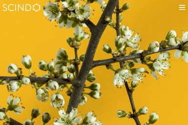 Scindo synbioven startup