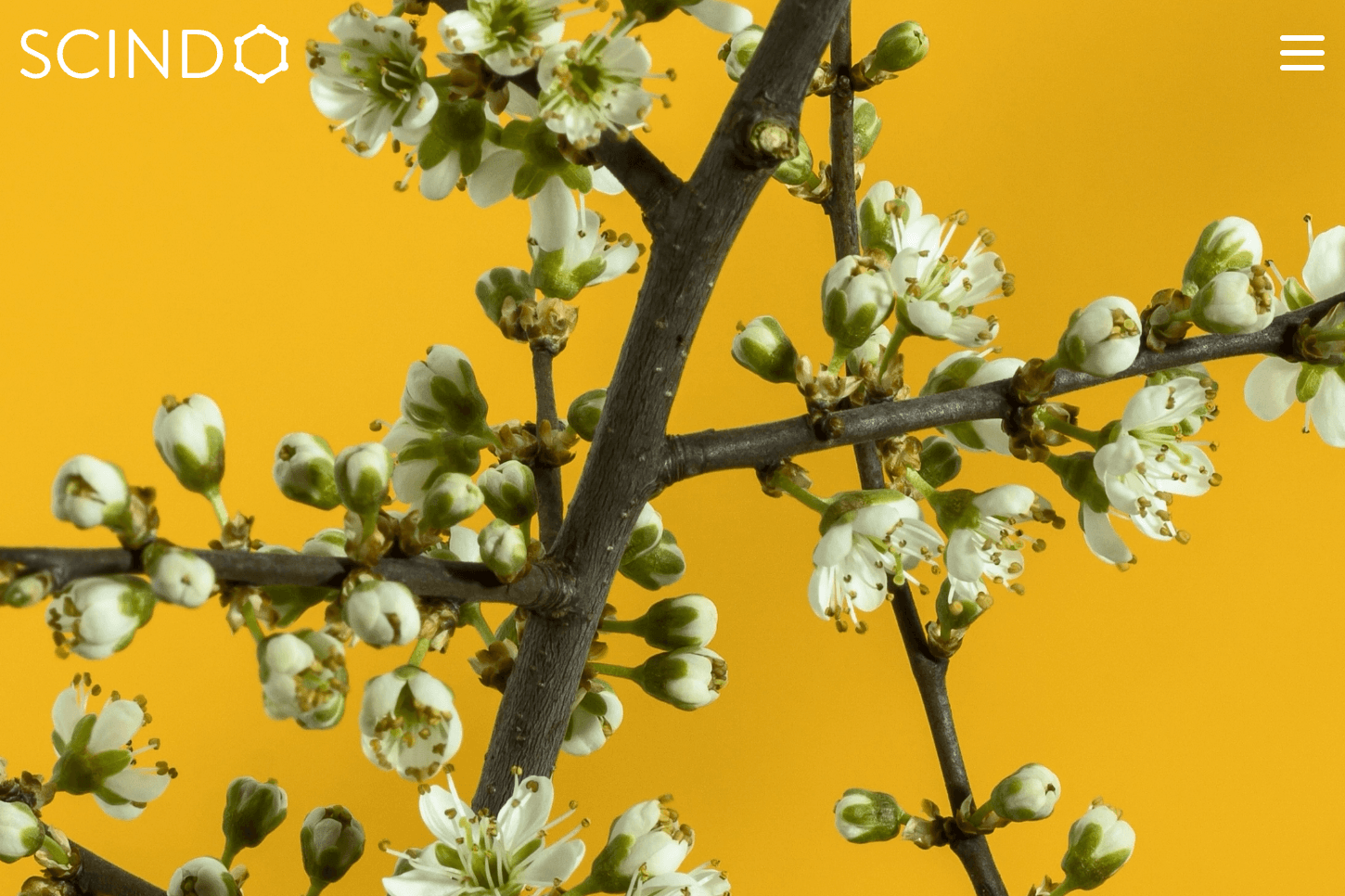 AI platform Scindo raises £4m led by Kadmos Capital and Clay Capital